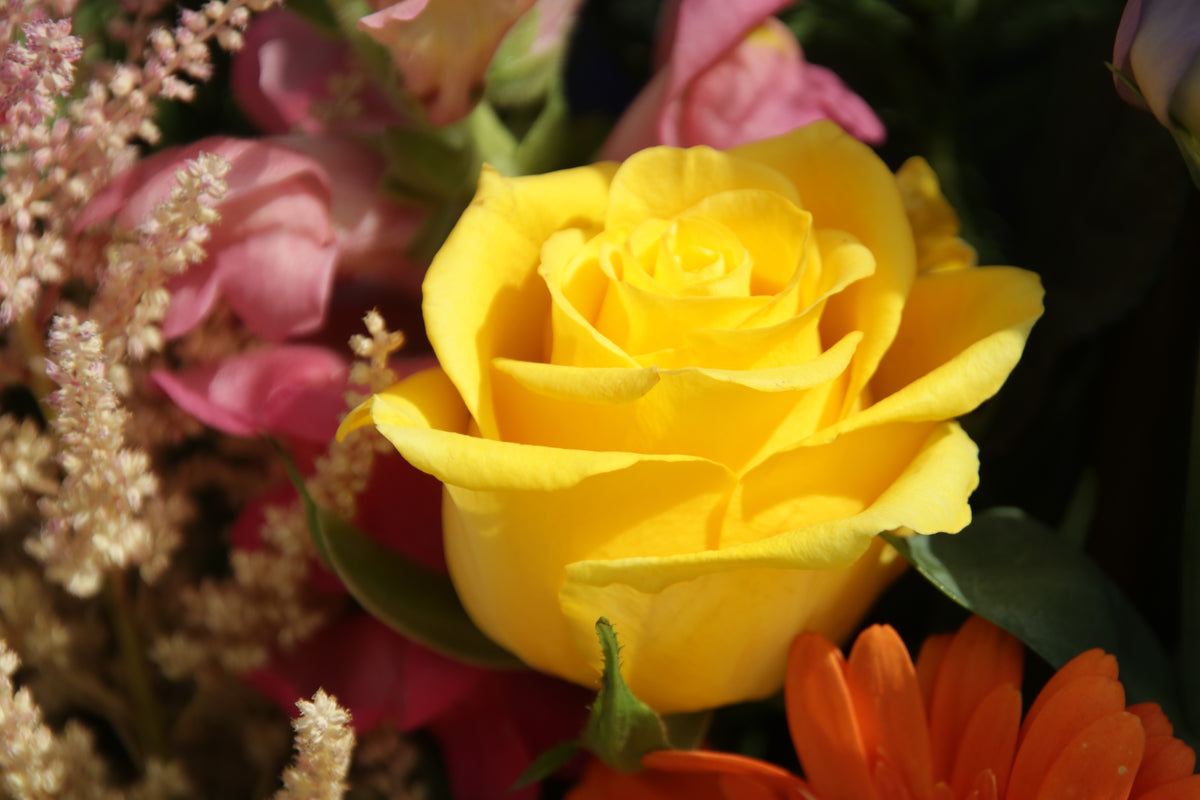 Yellow rose