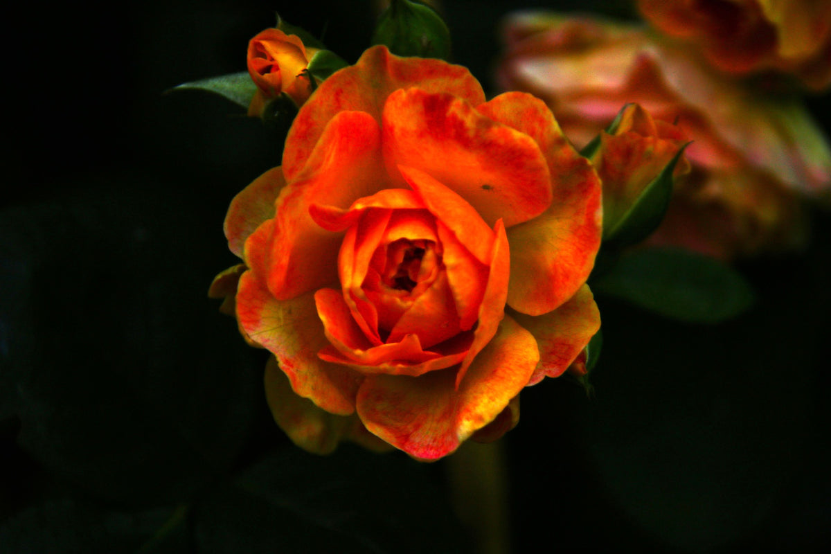 oranje roos